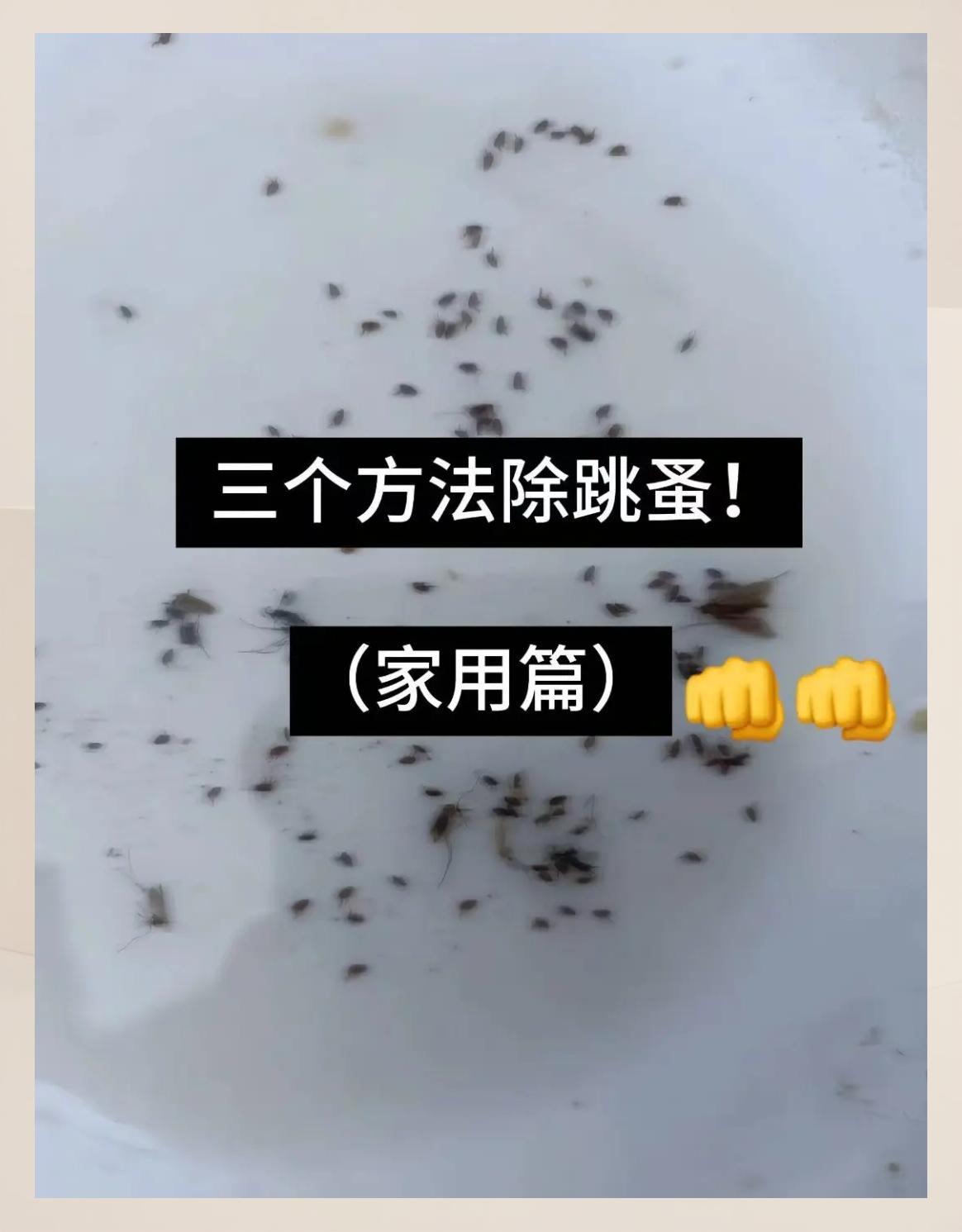 如何杀死家里的跳蚤